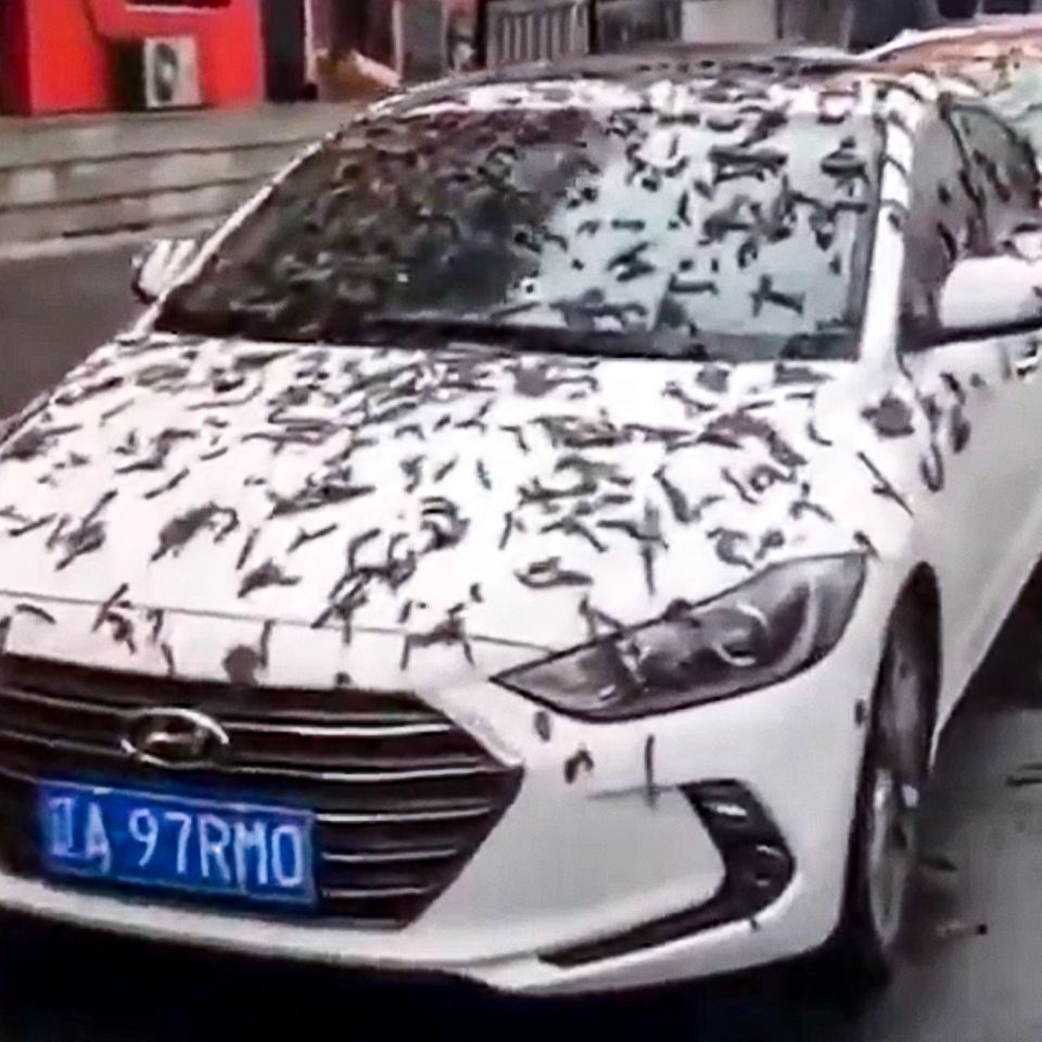 Würmer-Regen in China: Was es mit dem unglaublichen Viral-Video auf sich hat
