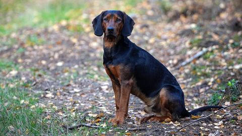 Hunde-Malaria Babesiose