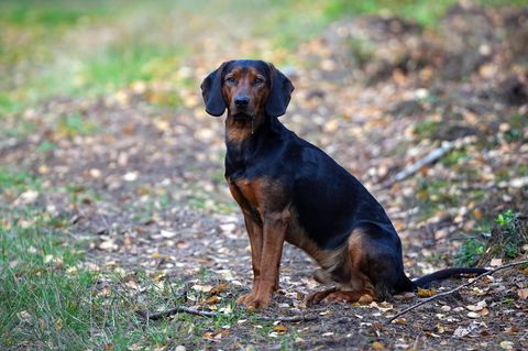 Hunde-Malaria Babesiose