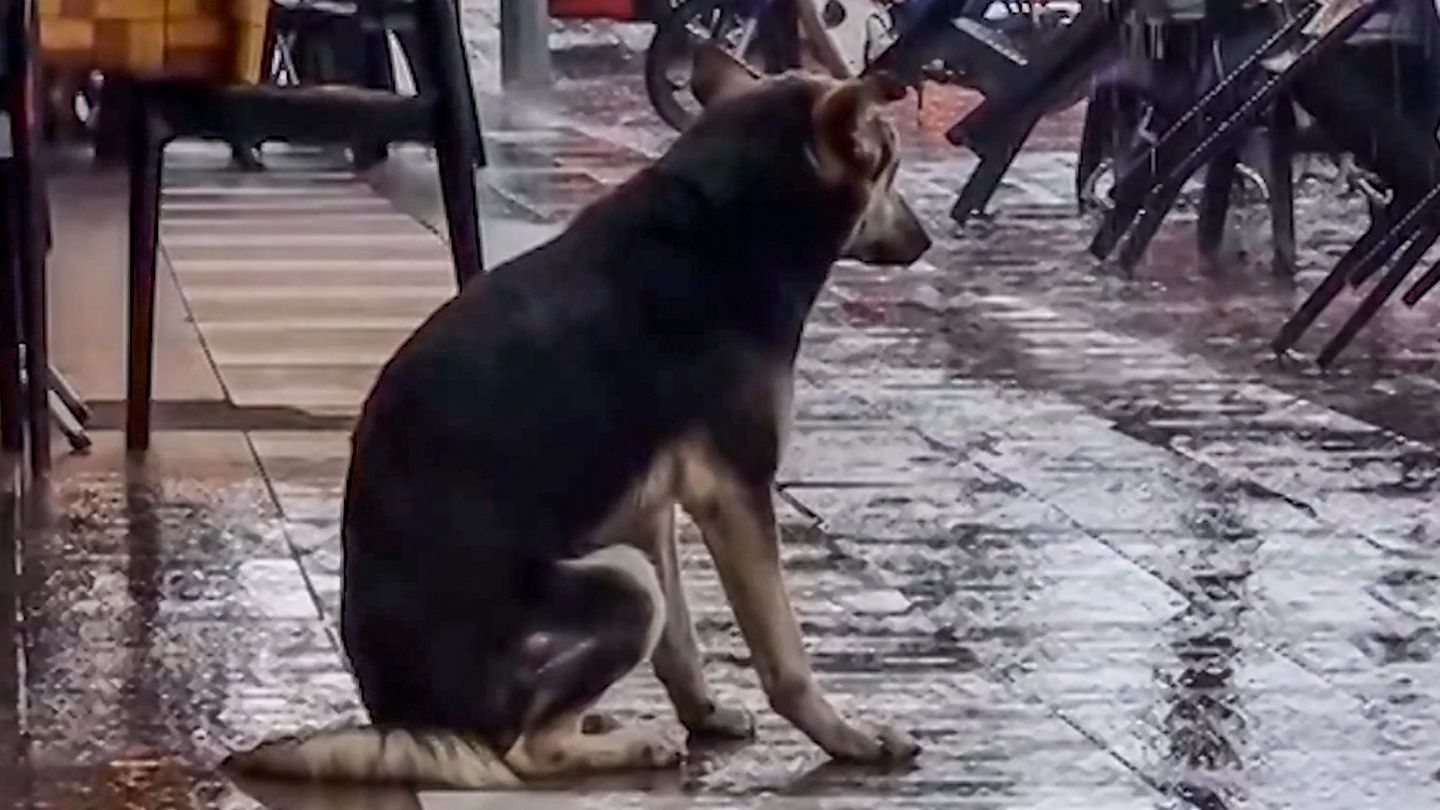 Verlorenes Haustier: Hündin wartet tagelang im Regen auf ihr Frauchen – ein Tiktok-Video bringt das Happy End