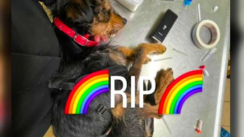 Umstrittene Züchtungen: Teacup-Hunde: Instagram-Trend auf Kosten des Tierwohls?