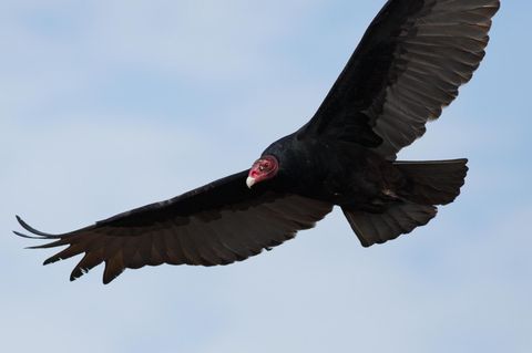 Ein Truthahngeier im Flug