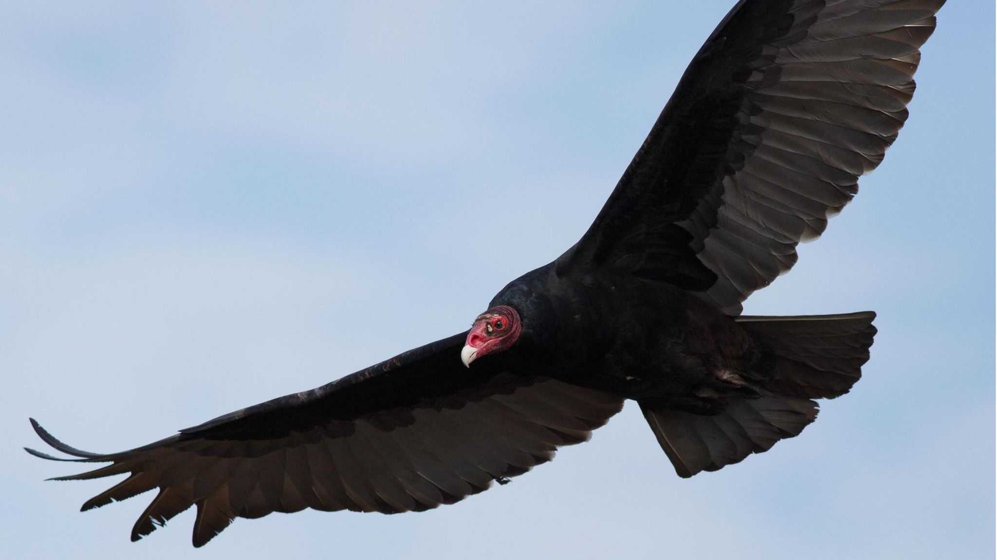 Ein Truthahngeier im Flug