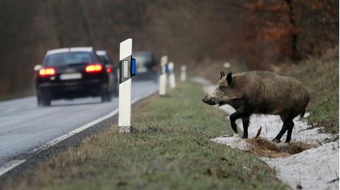 Ein Wildschwein steht neben einer befahrenen Straße. Die Wildunfall-Gefahr steigt nach der Zeitumstellung deutlich.