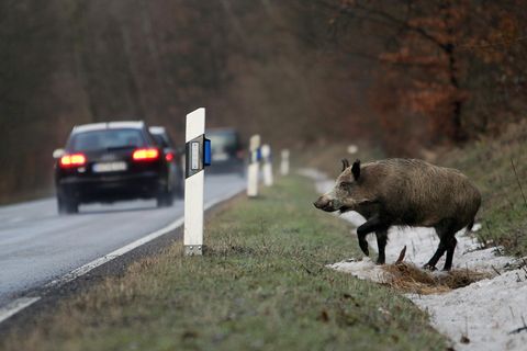 Ein Wildschwein steht neben einer befahrenen Straße. Die Wildunfall-Gefahr steigt nach der Zeitumstellung deutlich.