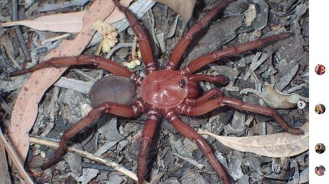Ein Männchen der großen Spinne aus Australien