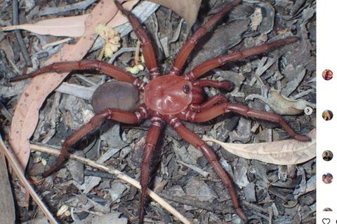Ein Männchen der großen Spinne aus Australien