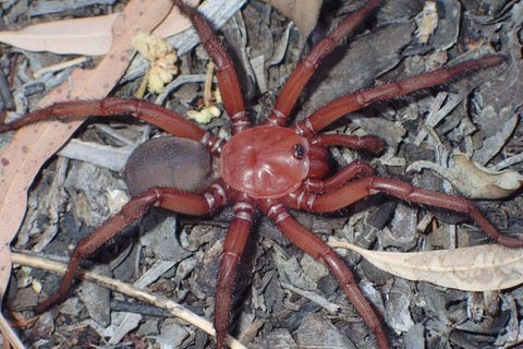 Riesenspinne lebt unter der Erde: Neue Art in Australien entdeckt