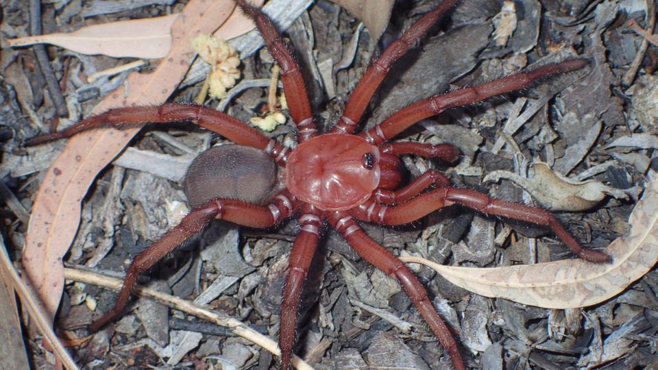 Riesenspinne lebt unter der Erde: Neue Art in Australien entdeckt
