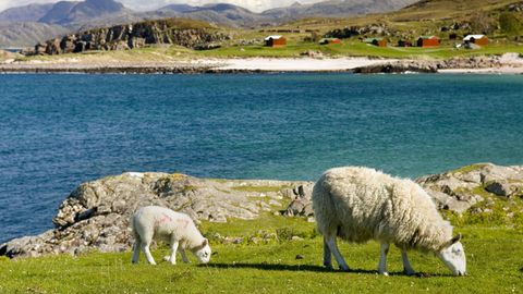 Schafe auf Gruinard Island