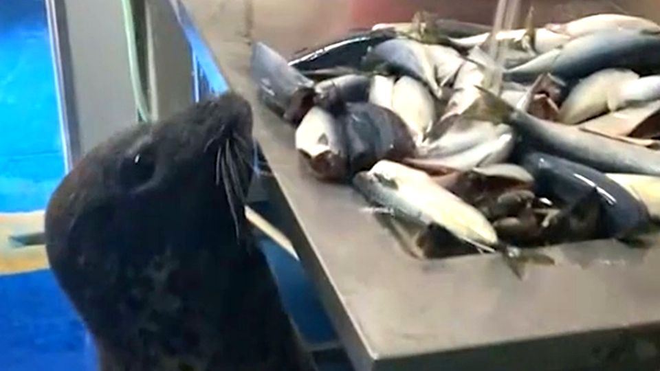 Selbstbedienungsladen: Hungrige Robbe schleicht sich in Zoo-Küche