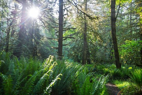 Fotosynthese: Sonnenlicht scheint durch die Bäume im Regenwald.