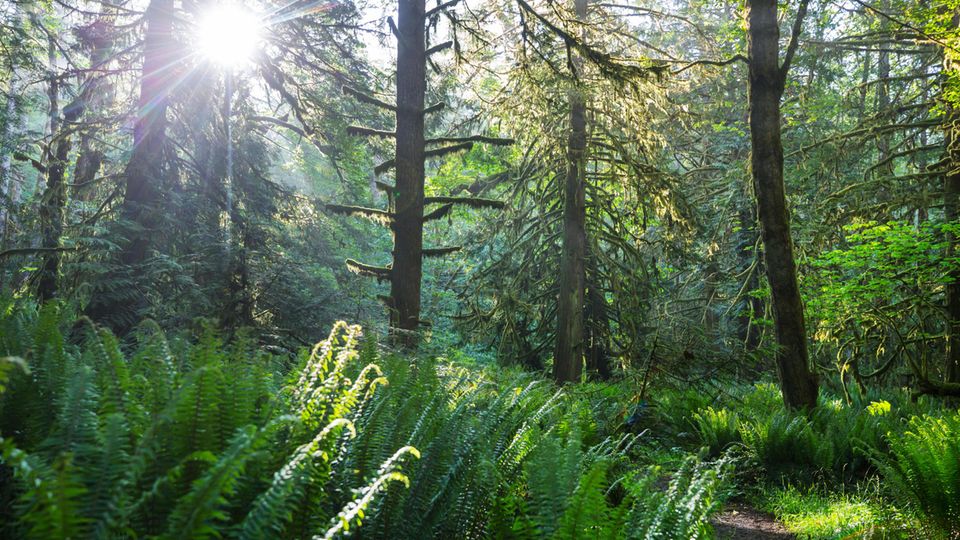 Fotosynthese: Sonnenlicht scheint durch die Bäume im Regenwald.