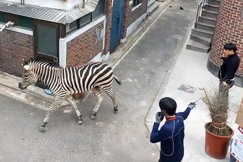 Seoul: Gestreifter Blitz: Ausgebüxtes Zebra verirrt sich in Wohnviertel
