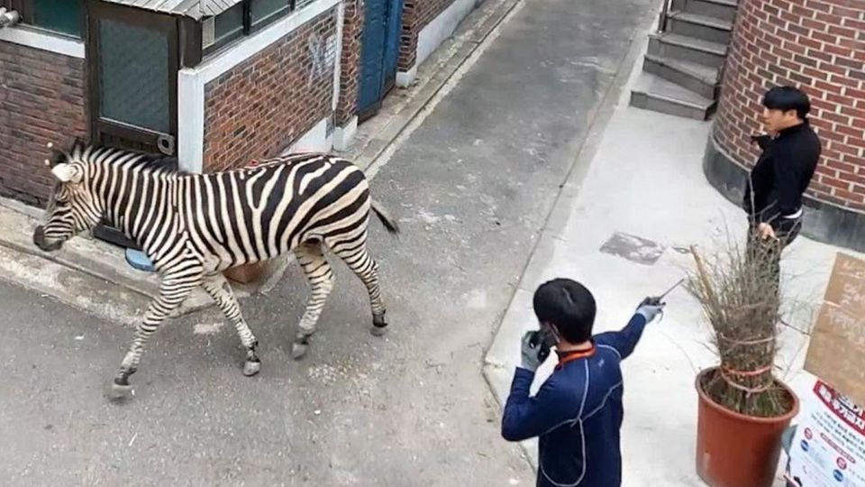 Seoul: Gestreifter Blitz: Ausgebüxtes Zebra verirrt sich in Wohnviertel