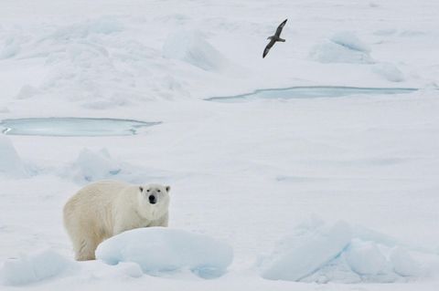 Eisbär in Spitzbergen