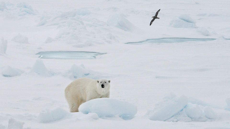 Eisbär in Spitzbergen