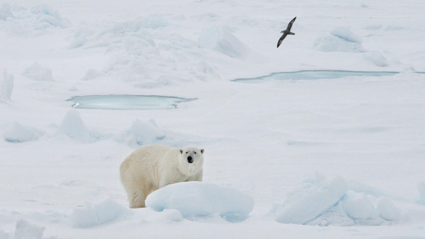 Eisbär in Spitzbergen