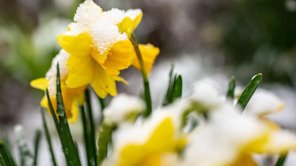 Symbolfoto für Wetter in Deutschland: Eine von Schnee bedeckte Narzisse