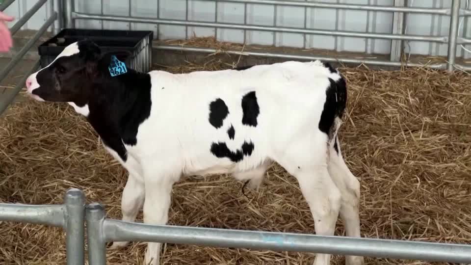 Video: Eine Kuh namens "Happy" lässt Leute lächeln