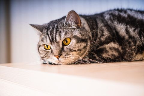 Würden Katzen Whiskas kaufen?