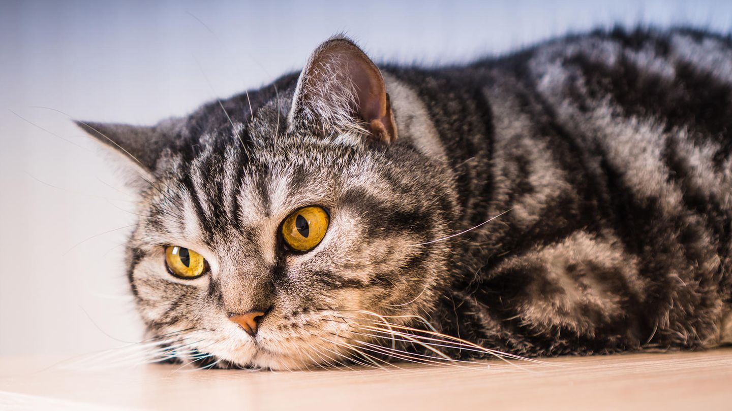 Würden Katzen Whiskas kaufen?