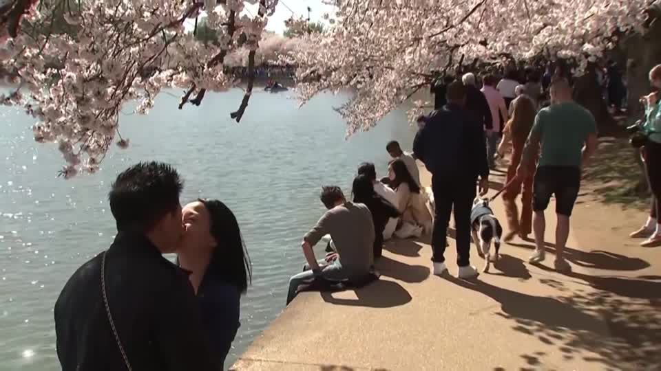 Video: Kirschblüte erfreut Besucher in Washington