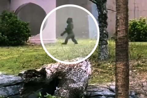 Gorilla oder Wärter? Diese Aufnahmen verblüffen Zoobesucher