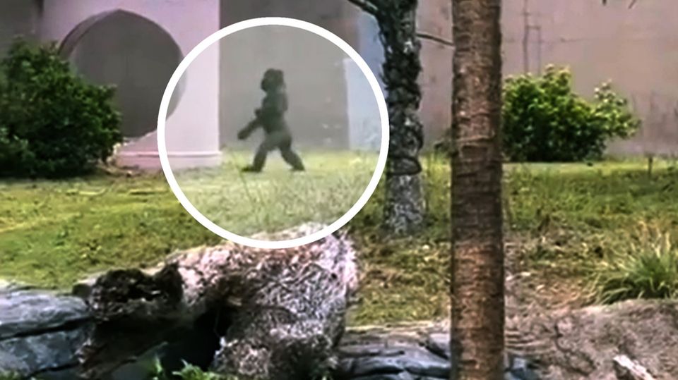 Gorilla oder Wärter? Diese Aufnahmen verblüffen Zoobesucher