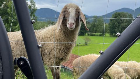 Ein Schaf schaut durch den Rahmen eines Fahrrades