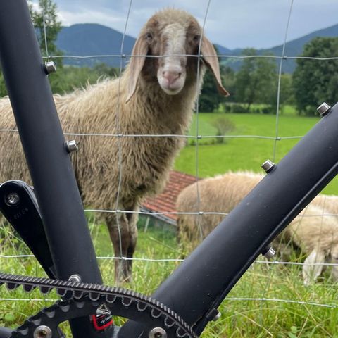 Ein Schaf schaut durch den Rahmen eines Fahrrades