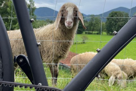 Ein Schaf schaut durch den Rahmen eines Fahrrades