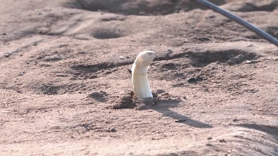 Video: Deutsche Spargelernte so gering wie seit 2013 nicht mehr