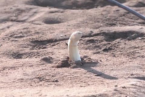 Video: Deutsche Spargelernte so gering wie seit 2013 nicht mehr