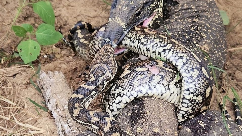Python kämpft gegen Riesenechse
