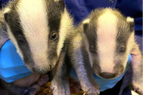 Babydachs Bertha mit ihrem kleinen "Bruder" Bartholomew
