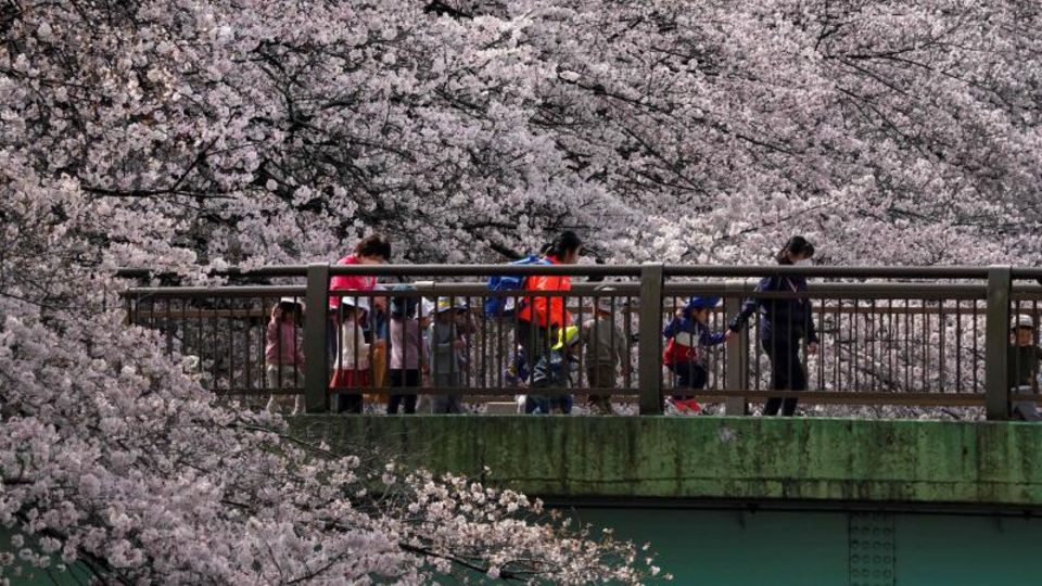 Kinder und Erwachsene spazieren an Kirschblüten über einem Fluss in Tokio vorbei