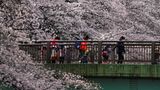 Kinder und Erwachsene spazieren an Kirschblüten über einem Fluss in Tokio vorbei