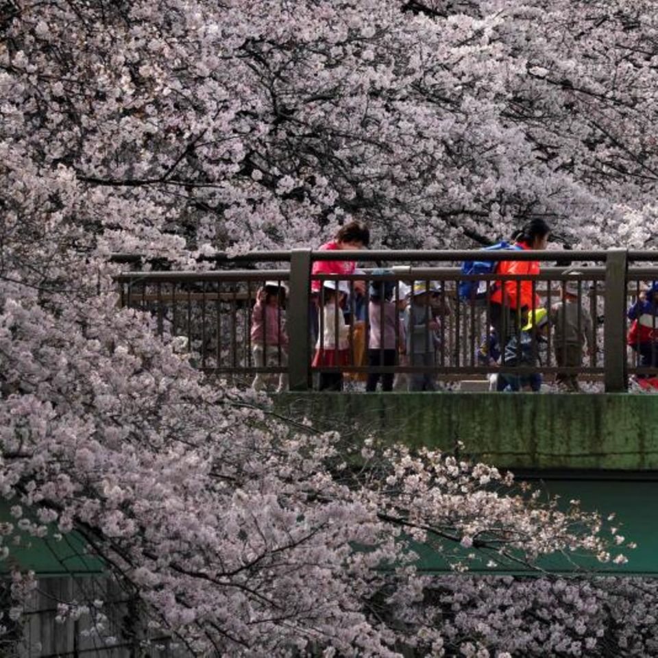 Kinder und Erwachsene spazieren an Kirschblüten über einem Fluss in Tokio vorbei