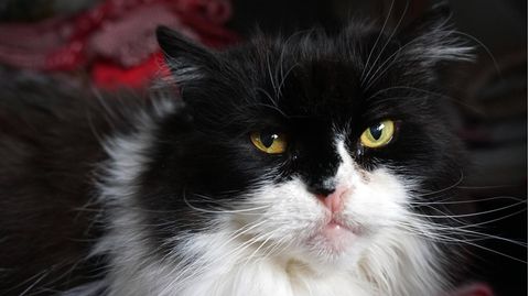 Eine schwarz-weiße langhaarige Katze mit ernstem Blick