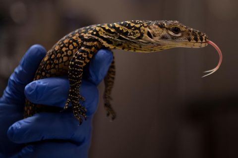 Gefährdete Komodowarane: Wenn Drachen erwachen: Hier schlüpfen die größten Echsen der Welt
