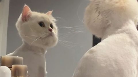 Neue Frisur im Spiegelbild: Katze ist fassungslos