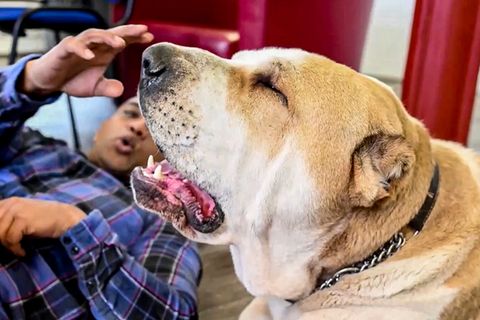 "Ist das ein Löwe?": XXL-Hund Kenzo frisst seinem Herrchen die Haare vom Kopf
