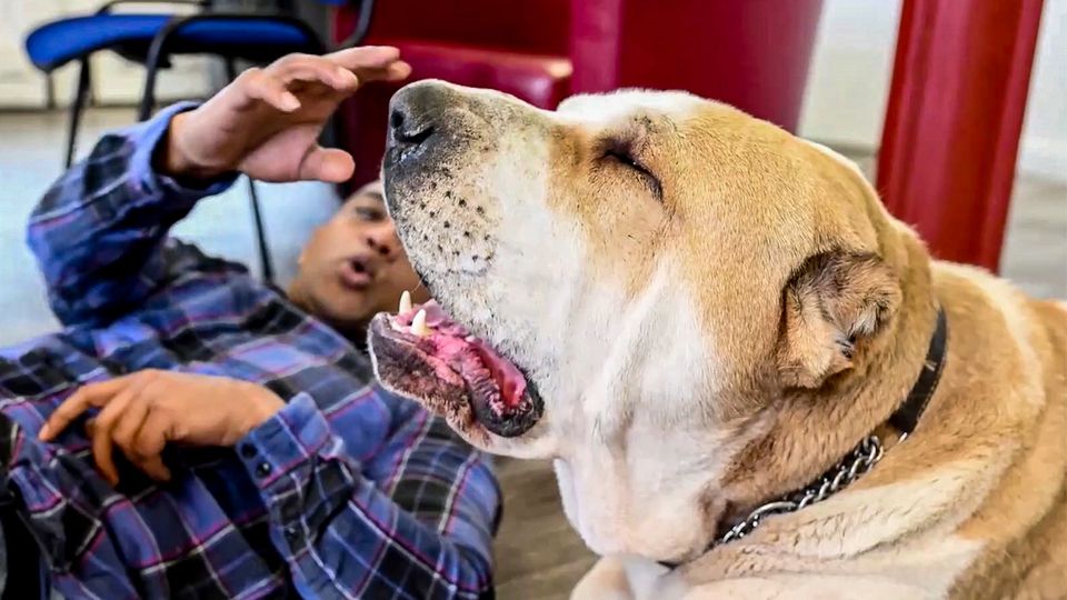 "Ist das ein Löwe?": XXL-Hund Kenzo frisst seinem Herrchen die Haare vom Kopf "Ist das ein Löwe?": XXL-Hund Kenzo frisst seinem Herrchen die Haare vom Kopf