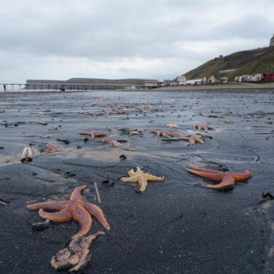 Tote und sterbende Seesterne, die an den Strand von Saltburn-by-the-Sea in North Yorkshire gespült wurden