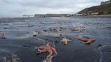 Tote und sterbende Seesterne, die an den Strand von Saltburn-by-the-Sea in North Yorkshire gespült wurden
