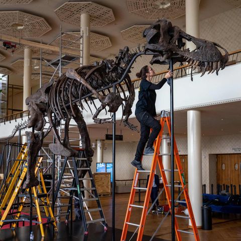 Das T-Rex-Skelett "Trinity"