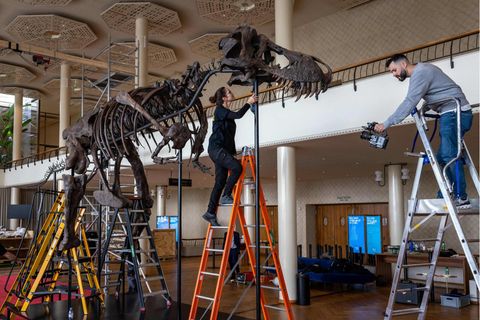 Das T-Rex-Skelett "Trinity"