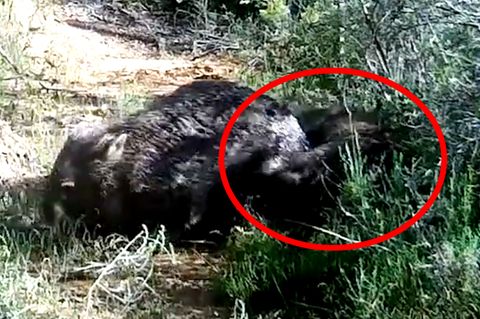 Wombats "in flagranti" erwischt – seltenes Video verblüfft Forschende
