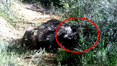 Wombats "in flagranti" erwischt – seltenes Video verblüfft Forschende